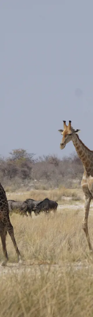 Unser erster Tag im Etoscha-Nationalpark